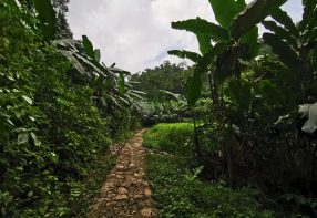 Tough Trekking through the Rainforest in Cuc Phuong National Park